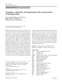Asymmetry, Connectivity, and Segmentation of the Arcuate Fascicle in the Human Brain