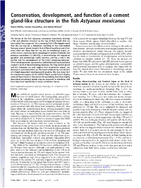 Conservation, Development, and Function of a Cement Gland-Like Structure in the ﬁsh Astyanax Mexicanus