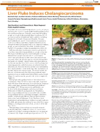 Liver Fluke Induces Cholangiocarcinoma