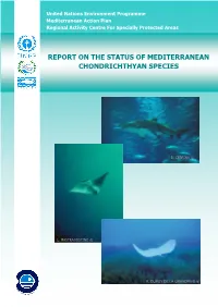 Report on the Status of Mediterranean Chondrichthyan Species