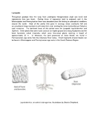 Stigmaria Fossils