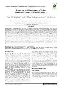 Induction and Maintenance of Callus from Leaf Explants of Mirabilis Jalapa L