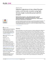 Selection Signatures in Two Oldest Russian Native Cattle Breeds Revealed Using High- Density Single Nucleotide Polymorphism Analysis