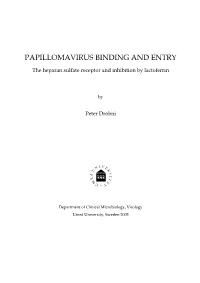 Papillomavirus Binding and Entry