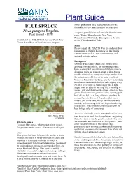 BLUE SPRUCE Northeastern US – These Probably the Source Of