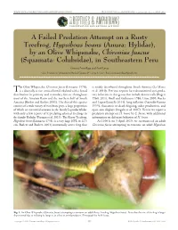 Chironius Fuscus
