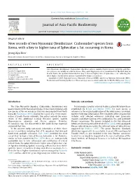 Bembicinae: Crabronidae) Species from Korea, with a Key to Higher Taxa of Sphecidae S