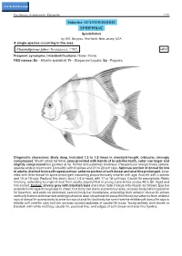 Suborder ACANTHUROIDEI EPHIPPIDAE Chaetodipterus Faber