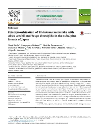 Ectomycorrhization of Tricholoma Matsutake with Abies Veitchii and Tsuga Diversifolia in the Subalpine Forests of Japan