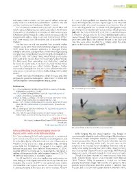 Fulvous Whistling Duck Dendrocygna Bicolor in Gujarat, with a Note on Its Historical Status While Foraging, the Pair Stayed Together