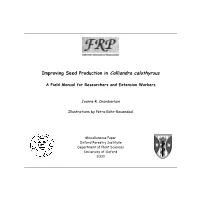 Improving Seed Production in Calliandra Calothyrsus