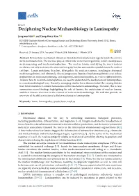 Deciphering Nuclear Mechanobiology in Laminopathy