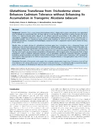 Glutathione Transferase from Trichoderma Virens Enhances Cadmium Tolerance Without Enhancing Its Accumulation in Transgenic Nicotiana Tabacum