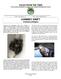 Chimney Swift