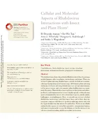 Cellular and Molecular Aspects of Rhabdovirus Interactions with Insect and Plant Hosts∗