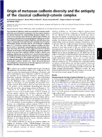 Origin of Metazoan Cadherin Diversity and the Antiquity of the Classical Cadherin/Β-Catenin Complex