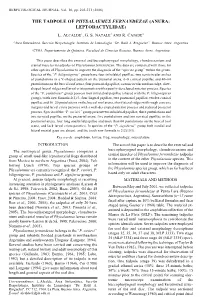 The Tadpole of Physalaemus Fernandezae (Anura: Leptodactylidae)