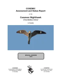 Common Nighthawk Chordeiles Minor