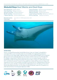 Mobulid Rays Reef Manta and Devil Rays