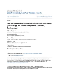 New and Emended Descriptions of Gregarines from Flour Beetles (Tribolium Spp