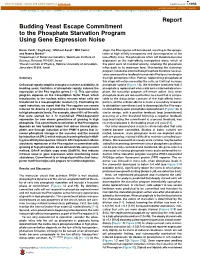 Budding Yeast Escape Commitment to the Phosphate Starvation Program Using Gene Expression Noise