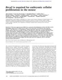 Brca2 Is Required for Embryonic Cellular Proliferation in the Mouse
