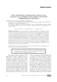 Genetic Authentication of Eclipta Prostrate (Asteraceae) from Penthorum Chinense (Penthoraceae) by Sequence Characterized Amplified Region (SCAR) Markers