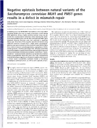 Negative Epistasis Between Natural Variants of the Saccharomyces Cerevisiae MLH1 and PMS1 Genes Results in a Defect in Mismatch Repair