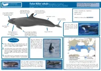False Killer Whale Fact Sheet