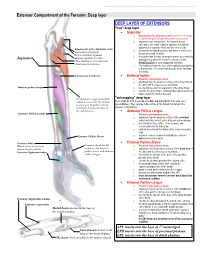 Extensor Compartment of the Forearm: Deep Layer
