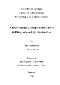 Kis Marianna Thesis