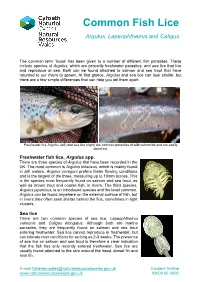 Common Fish Lice