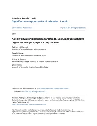 Solifugids (Arachnida, Solifugae) Use Adhesive Organs on Their Pedipalps for Prey Capture