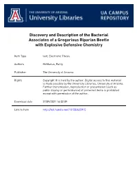 Discovery and Description of the Bacterial Associates of a Gregarious Riparian Beetle with Explosive Defensive Chemistry