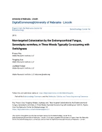 Non-Targeted Colonization by the Endomycorrhizal Fungus, Serendipita Vermifera, in Three Weeds Typically Co-Occurring with Switchgrass