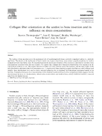 Collagen Fiber Orientation at the Tendon to Bone Insertion and Its