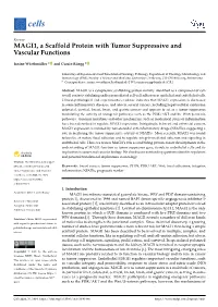 MAGI1, a Scaffold Protein with Tumor Suppressive and Vascular Functions