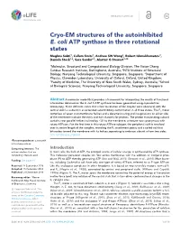 Cryo-EM Structures of the Autoinhibited E. Coli ATP Synthase in Three Rotational States