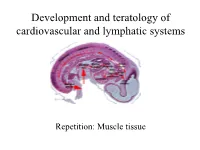 Development and Teratology of Cardiovascular and Lymphatic Systems