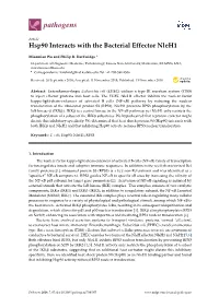Hsp90 Interacts with the Bacterial Effector Nleh1