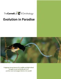 Bird of Paradise Lessons