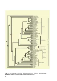 Taxonomy and Systematics of Quercus Subgenus Cyclobalanopsis