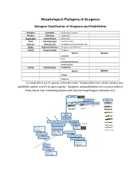 Morphological Phylogeny of Sturgeons