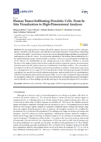 Human Tumor-Infiltrating Dendritic Cells: from in Situ Visualization To