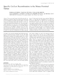 Specific Cre/Lox Recombination in the Mouse Proximal Tubule