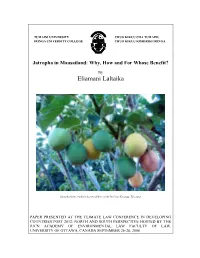 Jatropha in Maasailand: Why, How and for Whose Benefit?
