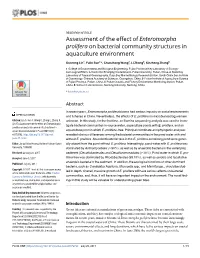 Assessment of the Effect of Enteromorpha Prolifera on Bacterial Community Structures in Aquaculture Environment
