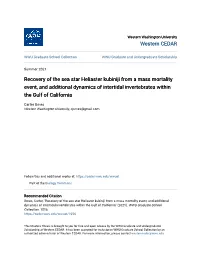 Recovery of the Sea Star Heliaster Kubiniji from a Mass Mortality Event, and Additional Dynamics of Intertidal Invertebrates Within the Gulf of California