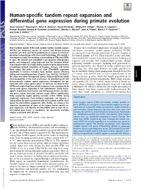 Human-Specific Tandem Repeat Expansion and Differential Gene Expression During Primate Evolution