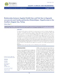 Relationship Between Sagittal Otolith Size and Fish Size in Engraulis Encrasicolus and Sardina Pilchardus